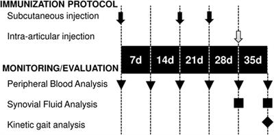 Mesenchymal Stem Cell-Derived Exosomes: Immunomodulatory Evaluation in an Antigen-Induced Synovitis Porcine Model